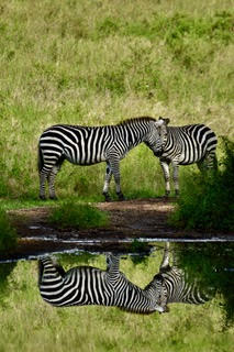 zebras 4 .jpg